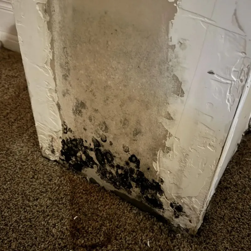 Professional Mold Removal in Splendora, TX